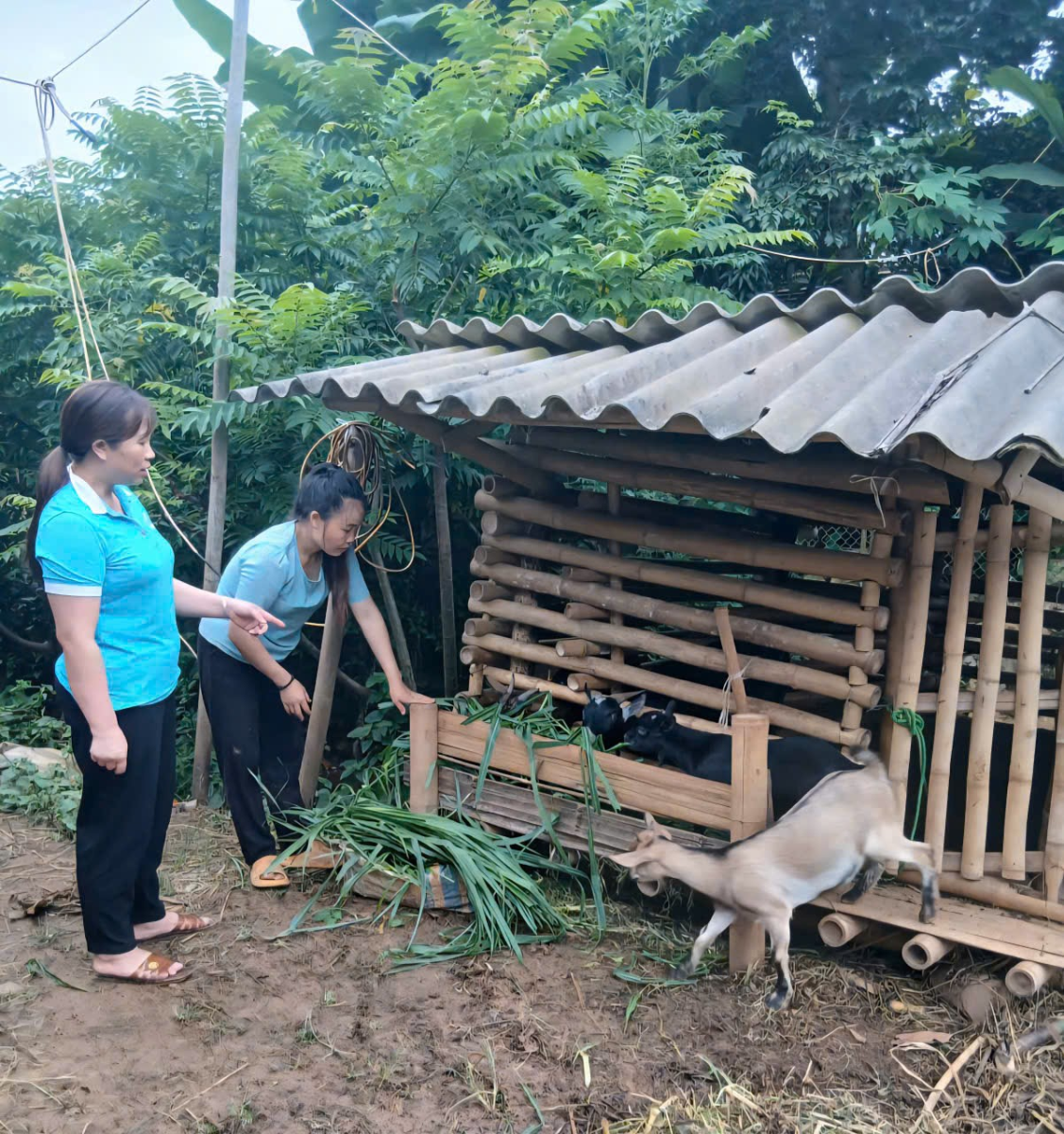 Hội LHPN phường Chiềng An: Kiểm tra mô hình nuôi dê sinh sản tại chi hội bản Lả Mường và chi hội bản Pảng